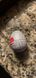 Мастурбатор-яйце Tenga Keith Haring Egg Party SO1650 фото 1