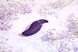 Вібратор 2в1 з язичком Zalo — Hero Twilight Purple, кристал Swarovski SO6661 фото 2