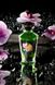 Органічна розігрівальна олія Shunga Aphrodisiac Warming Oil – Exotic green tea (100 мл) без цукру SO2503 фото 1